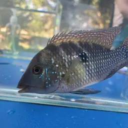 Geophagus iporangensis, photo 11
