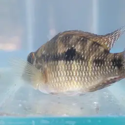 Geophagus iporangensis, photo 12