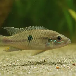 Geophagus iporangensis, photo 1