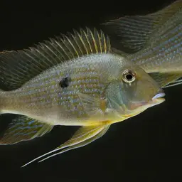 Geophagus neambi, photo 2