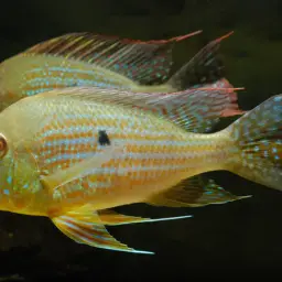 Geophagus neambi, photo 3