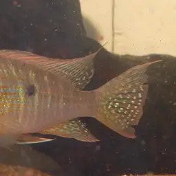 Geophagus neambi, photo 4