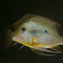 Geophagus neambi, photo 5