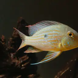 Geophagus neambi, photo 6