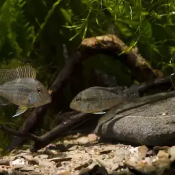 Geophagus neambi, photo 7