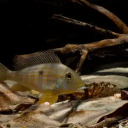 Geophagus neambi, photo 8