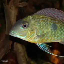 Geophagus neambi, photo 9