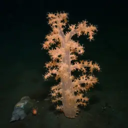 Hedge Carnation Coral