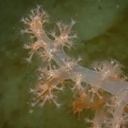 Hedge Carnation Coral, photo 2