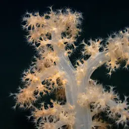 Hedge Carnation Coral, photo 3