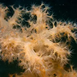 Hedge Carnation Coral, photo 4