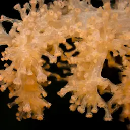 Hedge Carnation Coral, photo 5
