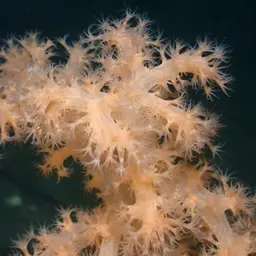 Hedge Carnation Coral, photo 6