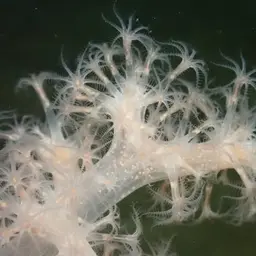 Hedge Carnation Coral, photo 7