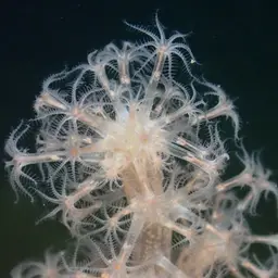 Hedge Carnation Coral, photo 8