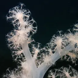 Hedge Carnation Coral, photo 9