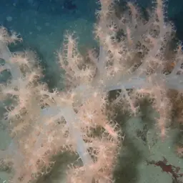 Hedge Carnation Coral, photo 11