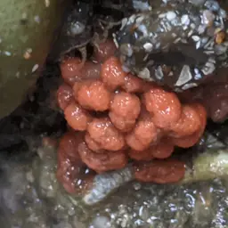 Red Soft Coral, photo 1