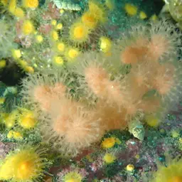 Red Soft Coral, photo 3
