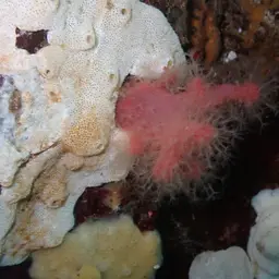 Red Soft Coral, photo 4