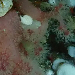 Red Soft Coral, photo 5