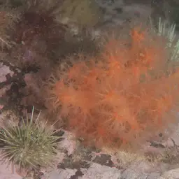 Red Soft Coral, photo 6