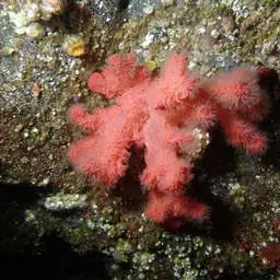 Red Soft Coral, photo 7