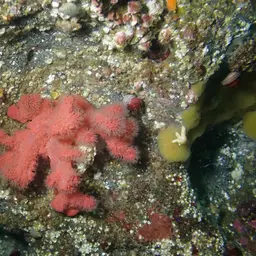 Red Soft Coral, photo 8