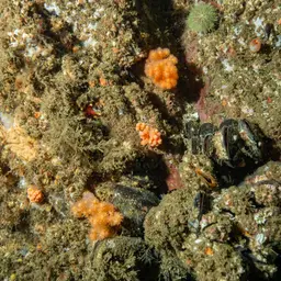 Red Soft Coral, photo 9