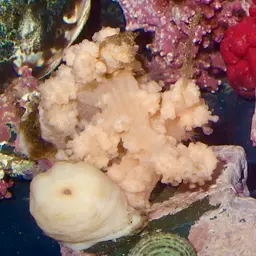 Red Soft Coral, photo 11