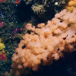 Red Soft Coral, photo 12
