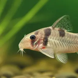 Geryi Cory