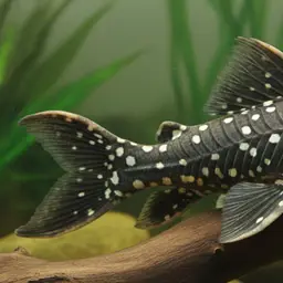 Giant White Spot Pleco, photo 1