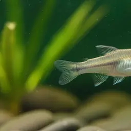 Creole Topminnow