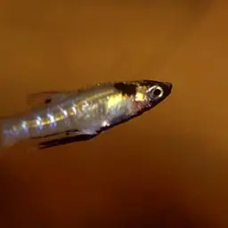 Metallic Topminnow
