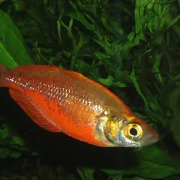 Red Rainbowfish