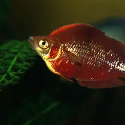 Red Rainbowfish, photo 2