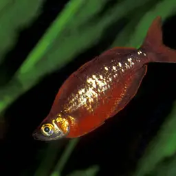 Red Rainbowfish, photo 3
