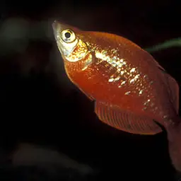 Red Rainbowfish, photo 4