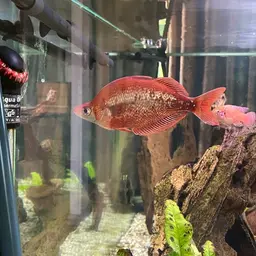 Red Rainbowfish, photo 5