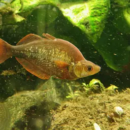 Red Rainbowfish, photo 6