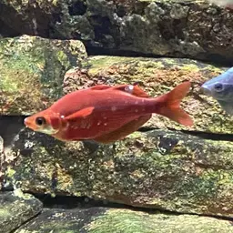 Red Rainbowfish, photo 7