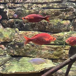 Red Rainbowfish, photo 8