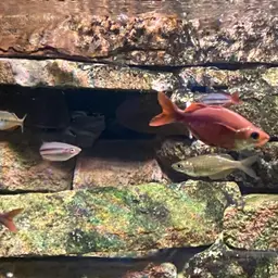 Red Rainbowfish, photo 9
