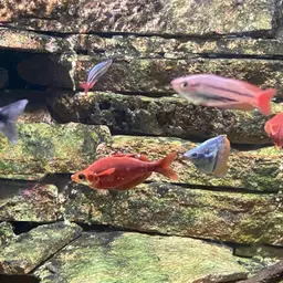 Red Rainbowfish, photo 10