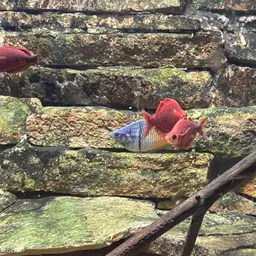 Red Rainbowfish, photo 11