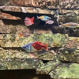 Red Rainbowfish, photo 12
