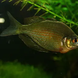 Lake Wanam Rainbowfish