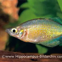 Lake Wanam Rainbowfish, photo 2