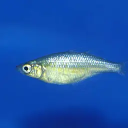 Lake Wanam Rainbowfish, photo 3